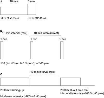 Estimation of Cerebral Hemodynamics and Oxygenation During Various Intensities of Rowing Exercise: An NIRS Study